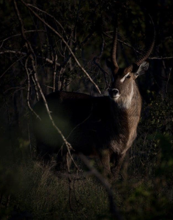 24Richard De Gouveia Waterbuck Final 24Richard De Gouveia Waterbuck Final