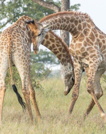 17Kyle 18 Mar Giraffe Dominance 8 Final 17Kyle 18 Mar Giraffe Dominance 8 Final