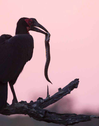 07Frederik Aucamp Hornbill Snake Final 07Frederik Aucamp Hornbill Snake Final