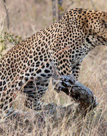 23Kerry Lee Roberg WD3 Final 23Kerry Lee Roberg WD3 Final