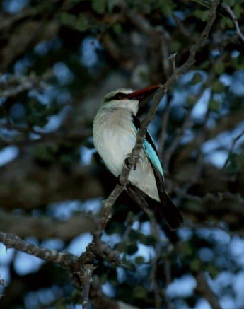 13Bianca Theron Woodlands Kingfisher Final 13Bianca Theron Woodlands Kingfisher Final