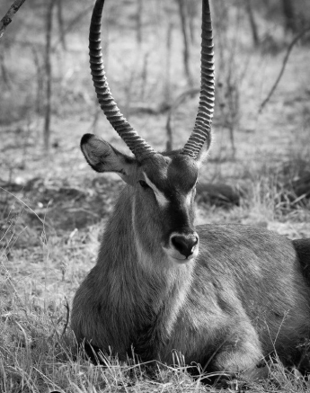 15Kerry Lee Roberg Waterbuck 280918 Final 15Kerry Lee Roberg Waterbuck 280918 Final