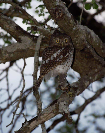 16Bianca Theron Pearl Spotted Owlet Final 16Bianca Theron Pearl Spotted Owlet Final