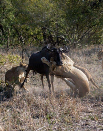 06Kevin Van Der Linde Lion Kill 27122018 Final 06Kevin Van Der Linde Lion Kill 27122018 Final