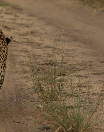 16Amy Roberts Leopard White Dam 060220 Final 16Amy Roberts Leopard White Dam 060220 Final