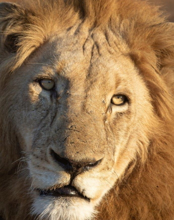 40Tyron Van Der Walt Nwashishaka 180721 Portrait Final