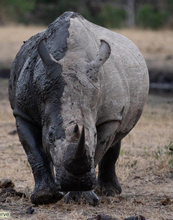B07Tyron Van Der Walt White Rhino Male 300720 1 Final B07Tyron Van Der Walt White Rhino Male 300720 1 Final