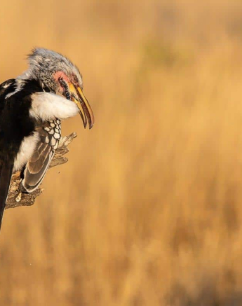 11Kevin Van Der Linde Southern Yellow Billed Hornbill 19062019 Sigma 70 200 F2.8 Final 11Kevin Van Der Linde Southern Yellow Billed Hornbill 19062019 Sigma 70 200 F2.8 Final