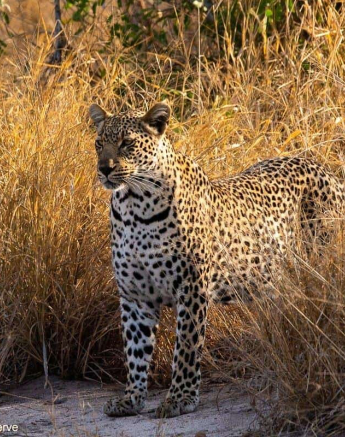 23andries Leopard.musutlufemale 130820 1 Final 23andries Leopard.musutlufemale 130820 1 Final