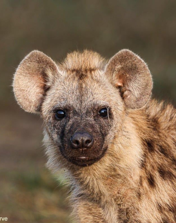 A19Coenraad Stapelberg Hyena 241022 1 Final A19Coenraad Stapelberg Hyena 241022 1 Final