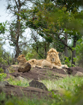 Lance Stix Pride 1 Lance Stix Pride 1