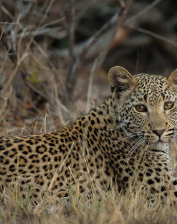 10Pravir Patel White Dam Cub01 110915 10Pravir Patel White Dam Cub01 110915