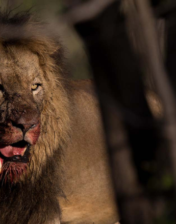 12Pravir Patel Lion03 180116 12Pravir Patel Lion03 180116