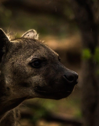 15Sheldon Hooper Hyena In The Rain Final 15Sheldon Hooper Hyena In The Rain Final