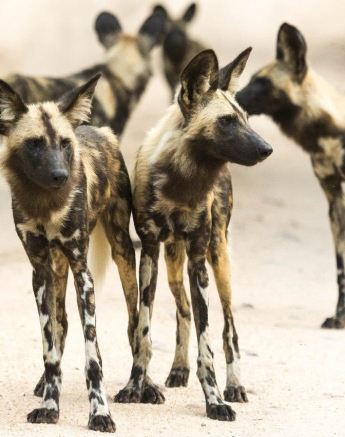 23Kevan Dobbie Wild Dog 3 Final 23Kevan Dobbie Wild Dog 3 Final