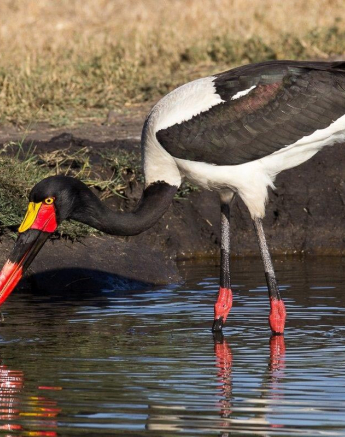 09Franscois Rosslee SBStork1 Final