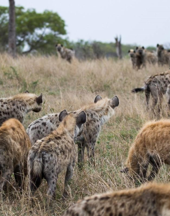 15Franscois Rosslee Hyena 201017