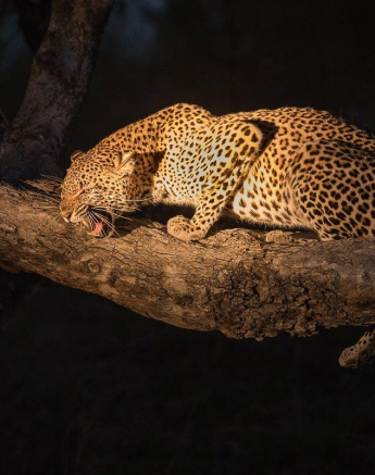 13Terry Ennever Kigelia 191117 Final