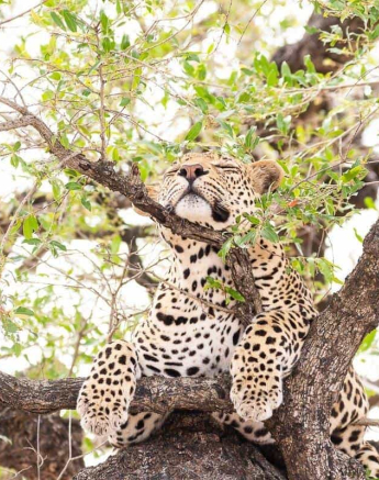11Frederik Aucamp White Dam Male Leopard 22 11 2018 3 Final 11Frederik Aucamp White Dam Male Leopard 22 11 2018 3 Final