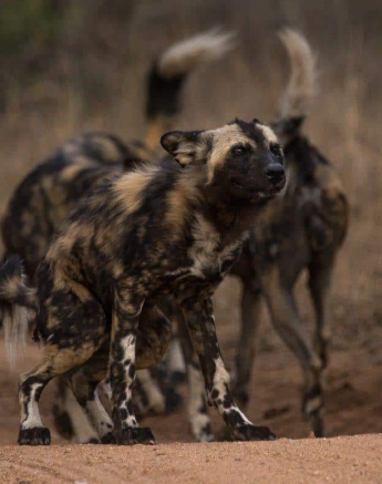 30Kevan Dobbie Wild Dog Sands 251118 Final