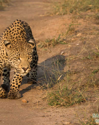 13Frederik Aucamp Young Male WD 2 Final