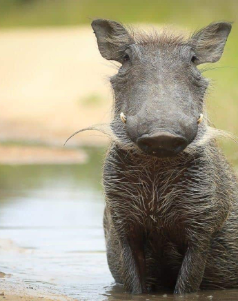 42 20190315 Ally Ross Warthog 01 Final 42 20190315 Ally Ross Warthog 01 Final
