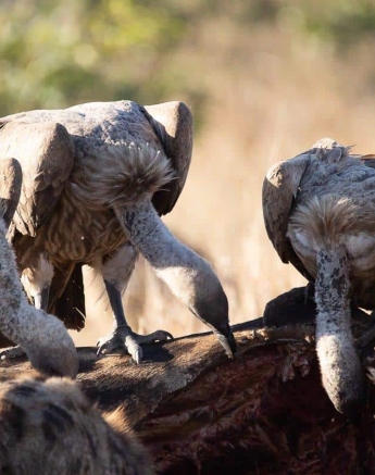 02Louise Murray Giraffe Kill 23062019 Final 02Louise Murray Giraffe Kill 23062019 Final