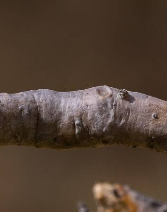 02Kevin Van Der Linde Impala Lily Blog 2 Final