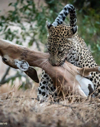 22Shaun Jenkinson Scotia And Cub On Impala Kill 08 11 2019 4 Final 22Shaun Jenkinson Scotia And Cub On Impala Kill 08 11 2019 4 Final