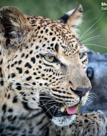 18Ntsumi Shaun Jenkinson 06 03 2020 4 Final