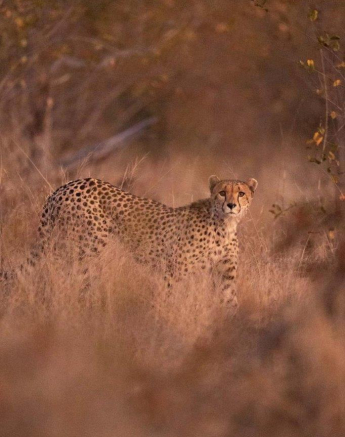17Marlon Du Toit Cheetah 06072020 Final 17Marlon Du Toit Cheetah 06072020 Final