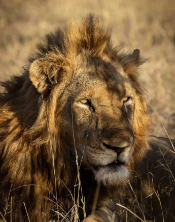 34Louise Murray Nwas 06092020 2 Final 34Louise Murray Nwas 06092020 2 Final