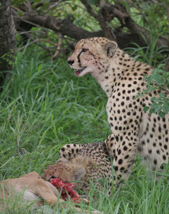 38 Erin Herbst Cheetah 2 251220 38 Erin Herbst Cheetah 2 251220