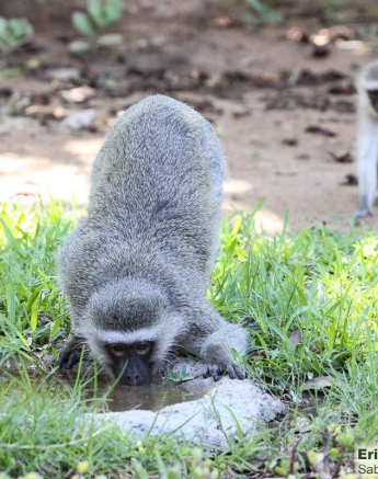B07Erin Herbst Vervet Monkey 5 031121 Final B07Erin Herbst Vervet Monkey 5 031121 Final