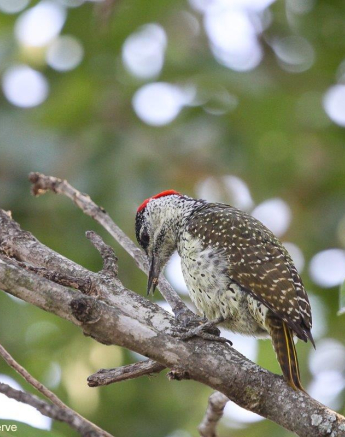 B13Erin Herbst Golden Tailed Woodpecker 2 031121 Final B13Erin Herbst Golden Tailed Woodpecker 2 031121 Final