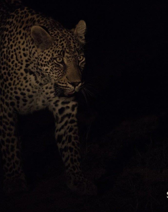 22Kevan Dobbie Unknown Male Leopard 0312.4 1 Of 1 Final 22Kevan Dobbie Unknown Male Leopard 0312.4 1 Of 1 Final