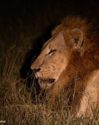 36Louise Murray Nwasishaka 20042020 Final