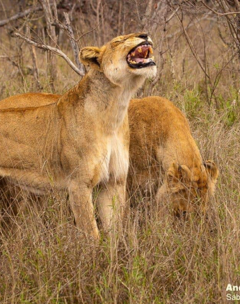 20andries Lions.styx 101020 5 Final 20andries Lions.styx 101020 5 Final