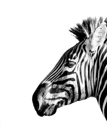 10916347 810369502344036 3517583653970542284 O