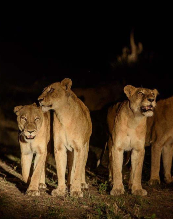 11Mike Palmer Southern Pride Lionesses 11Mike Palmer Southern Pride Lionesses