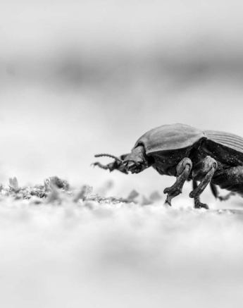 01Mike L Large Armoured Darkling Beetle 01Mike L Large Armoured Darkling Beetle