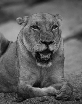 10Mike Palmer Lions 010116 2