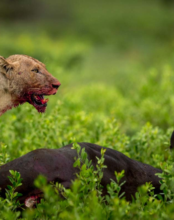 24Pravir Patel Lion01 140316