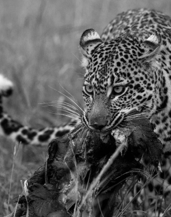 24Mike L Hlarulini Hyena 4