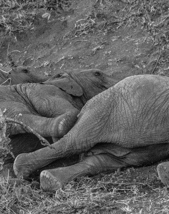 03Tayla McCurdy Elephants 31 May 16 1 03Tayla McCurdy Elephants 31 May 16 1