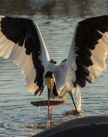 31Tayla McCurdy SADDLE BILLED STORK 10 June 16 6 31Tayla McCurdy SADDLE BILLED STORK 10 June 16 6