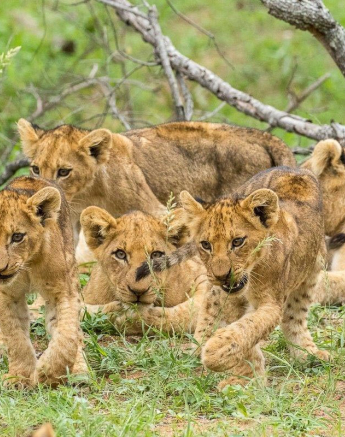32Kyle Lion Cuddle 12 Dec 3 Final 32Kyle Lion Cuddle 12 Dec 3 Final