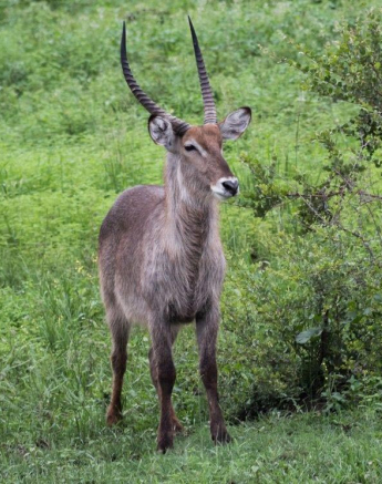 33Kevan Dobbie Wbuck 01 Final 33Kevan Dobbie Wbuck 01 Final