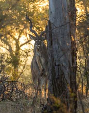 25Kyle 16 May Kudu Bull 2 Final 25Kyle 16 May Kudu Bull 2 Final