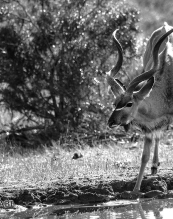 11Kevan Dobbie Kudu 0608 Final 11Kevan Dobbie Kudu 0608 Final